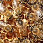Štartaj kot čebelar: Čebele – marljive žuželke